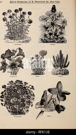 . Alfred Bridgeman seeds. Nursery stock, New York (State), New York, Catalogs; Vegetables, Seeds, Catalogs; Flowers, Seeds, Catalogs; Agricultural implements, Catalogs. . Please note that these images are extracted from scanned page images that may have been digitally enhanced for readability - coloration and appearance of these illustrations may not perfectly resemble the original work.. Alfred Bridgeman (Firm); Bridgeman, Alfred; Old Seed House; Henry G. Gilbert Nursery and Seed Trade Catalog Collection. New York : Alfred Bridgeman