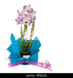 Dendrobium Orchid inside a black pot with violet bow on white background Stock Photo