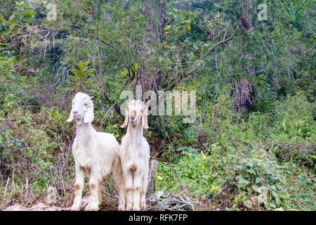 Two white goats standing together over green leaves and  bush in forest Stock Photo