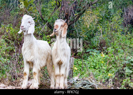 Two white goats standing together over green leaves and  bush in forest Stock Photo