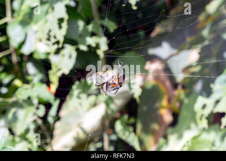 Tropical Orb Weaver Spider with Prey in Web - Seen at Osa Peninsula, Puntarenas, Costa Rica Stock Photo