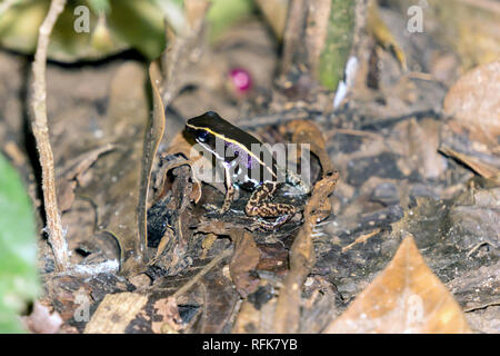 Striped Poison Dart Frog - Costa Rica Wildlife Stock Photo