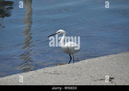 Little Egret feeding a cove near Venice Stock Photo