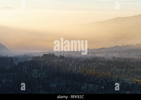 Mist mood on the plateau at the volcano Mt. Bromo at sunrise, clouds of mist between trees, first rays of sunshine are making their way - Location: In Stock Photo