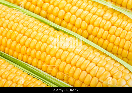 close-up view of fresh corn cobs Stock Photo