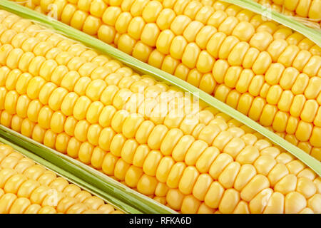 close-up view of fresh corn cobs Stock Photo
