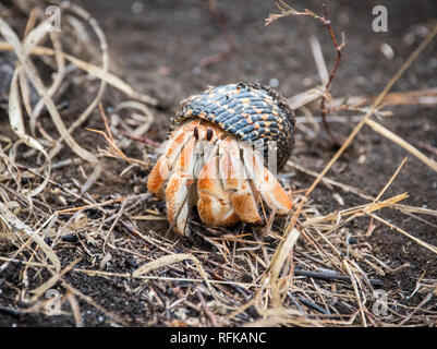 A Hermit Crab in Galapagos. Stock Photo