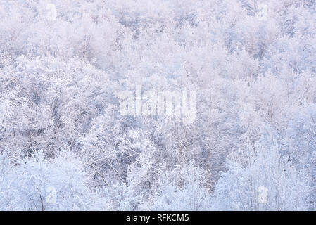 winter forest. trees in the snow texture Stock Photo