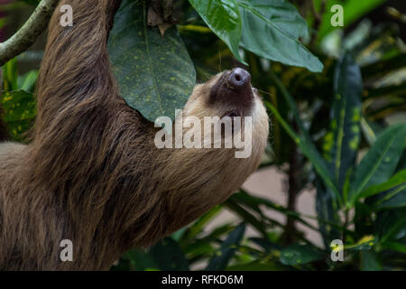 A profile of a beautiful adult sloth hanging in the canopy of a tree Stock Photo