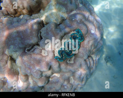 Underwater view of a Giant Clam (Tridacna Gigas) with blue lips in the Bora Bora lagoon, French Polynesia Stock Photo