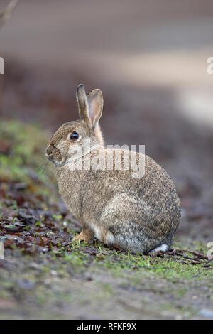 Common Rabbit England European rabbit Oryctolagus cuniculus, 2 adults touching heads ...
