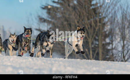 A team of four husky sled dogs running on a snowy wilderness road. Sledding with husky dogs in winter czech countryside. Husky dogs in a team in winte Stock Photo