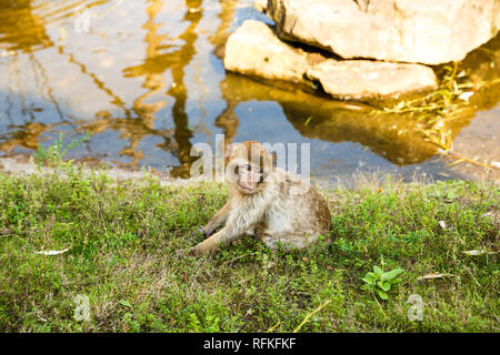 Young Barbary macaque (Macaca sylvanus) sitting on the ground at the pond. Stock Photo