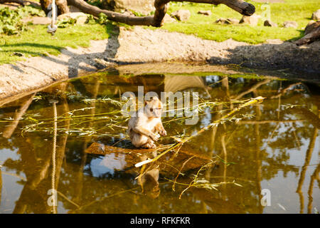 Young Barbary macaque (Macaca sylvanus) sitting on the stone in the pond. Stock Photo