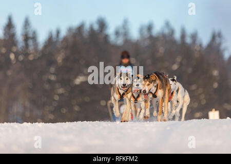 A team of four husky sled dogs running on a snowy wilderness road. Sledding with husky dogs in winter czech countryside. Husky dogs in a team in winte Stock Photo