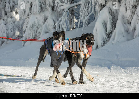 Two husky sled dogs running on a snowy wilderness road. Sledding with husky dogs in winter czech countryside. Husky dogs in a team in winter landscape Stock Photo