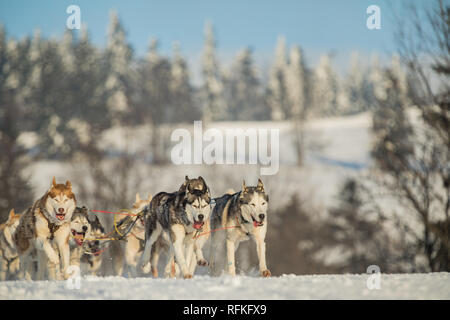 A team of four husky sled dogs running on a snowy wilderness road. Sledding with husky dogs in winter czech countryside. Husky dogs in a team in winte Stock Photo