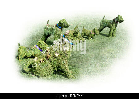 Topiary Group of Dogs on grass with copy space, located in public open space in Cupertino, CA USA. Stock Photo