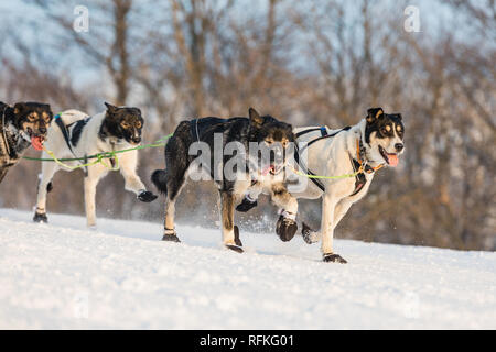 Husky dogs in a team in winter landscape. Husky sled dogs running on a snowy wilderness road. Sledding with husky dogs in winter czech countryside. Stock Photo