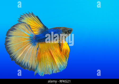 yellow siamese fighting fish,Halfmoon betta fish isolated on white background. Stock Photo