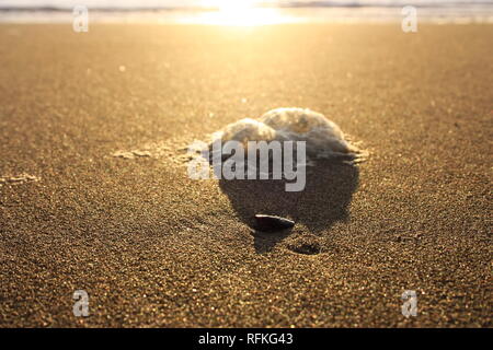 abnormal foam on the beach. pollution of the sea, poisonous discharges. salt foam, agglomerated on the sand of a beach at sunset. Stock Photo