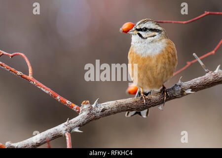 Rock Bunting (Emberiza cia) perched on a branch in autumn Stock Photo