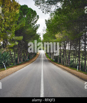 A scenic asphalt road between high green trees. Landscape shot from Northern Morocco, Africa Stock Photo