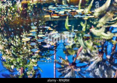 Leaves on the pond, red fishes and reflections of the trees in the Majorelle Garden / Jardin Majorelle, Marrakech, Morocco Stock Photo