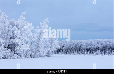 Trees covered with hoarfrost line Clunie Lake in Southcentral Alaska.