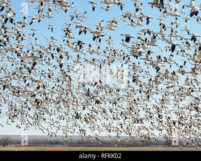 Snow Geese lift off from field at Bosque del Apache National Wildlife Refuge in New Mexico. Stock Photo