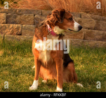 Australian shepherd border collie mix sitting in the grass on a sunny day. Stock Photo