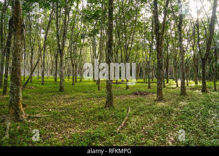 Rubber plantation in Perak, Malaysia Stock Photo