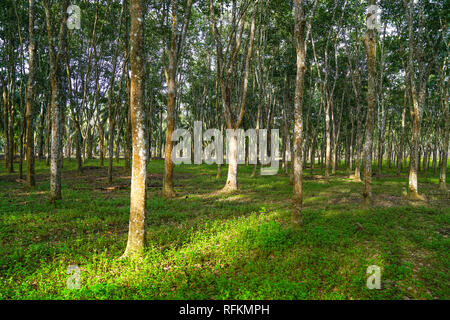 Rubber plantation in Perak, Malaysia Stock Photo