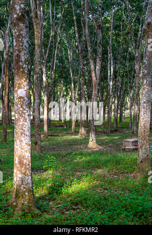 Rubber plantation in Perak, Malaysia Stock Photo