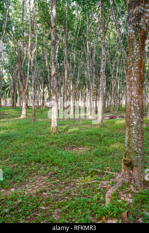 Rubber plantation in Perak, Malaysia Stock Photo