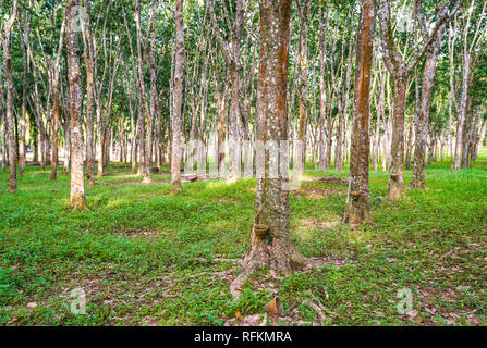 Rubber plantation in Perak, Malaysia Stock Photo