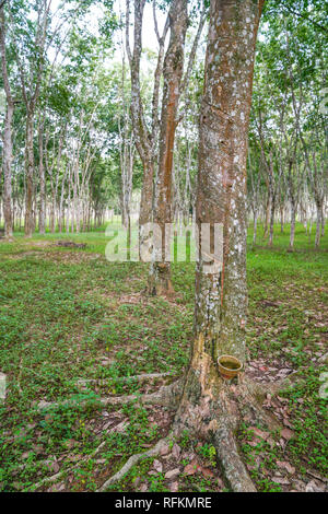 Rubber plantation in Perak, Malaysia Stock Photo