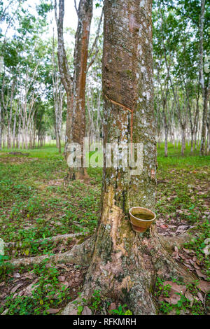 Rubber plantation in Perak, Malaysia Stock Photo