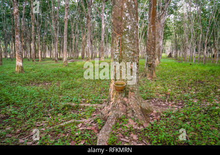 Rubber plantation in Perak, Malaysia Stock Photo