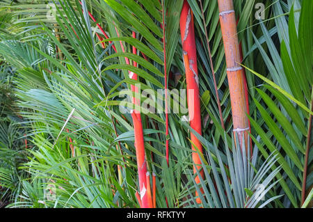 Fargesia Jiuzhaigou 1 bamboo, also called Red Panda Fargesia Stock Photo