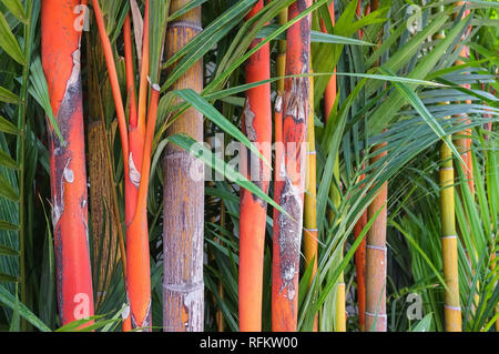 eibe 120-140 cm Eibe (120 - 140 cm) Taxus baccata als starke Ballenware main image 0