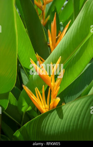 Heliconia psittacorum, Heliconia spathocircinata, Golden Torch or ...