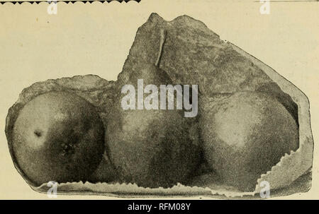 . Trees and plants, hardy ornamentals. Nursery stock New York (State) Catalogs; Plants, Ornamental Catalogs; Ornamental trees Catalogs; Flowers Catalogs; Fruit Catalogs. CHARLES FBEMD, RYE, W. Y. <?l?oie<? fruits.. STANDARD PEARS. PEARS. Clean, vigorous, young trees, in Dwarf and Standard form. 3 to 8 years old, 50 cts. to $3 each. For Summer. Bartlett. Large, buttery and melting, with a rich, musky flavor. Clapp's Favorite. Resembles Bartlett in shape and size ; of excellent flavor : ripens ten days earlier than Bartlett. Summer Doyenne. A melting, sweet Pear ; rather small; ripens abou Stock Photo