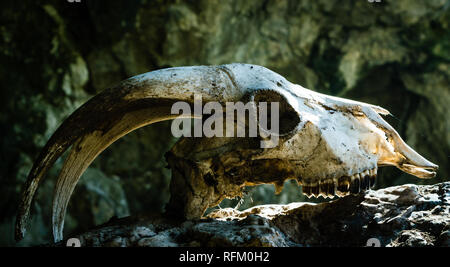 Dry goat skull with big horns on a stone, with the rays of the sun beating on his forehead. Stock Photo