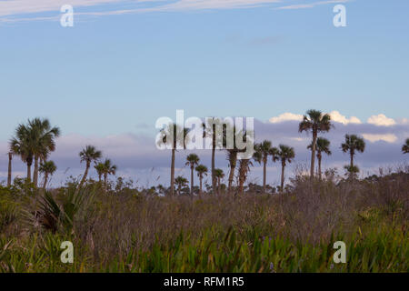 Kissimmee Prairie Preserve State Park, Florida Stock Photo