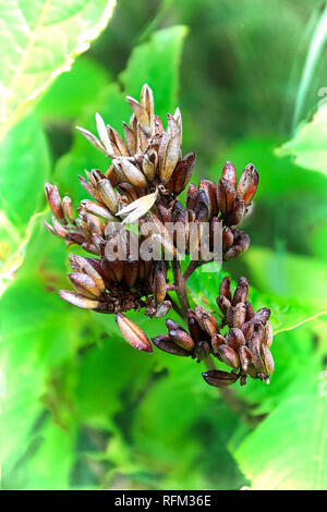 Nature lilac seed pods on a tree branch Stock Photo