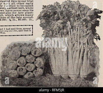 . Good seeds at fair prices : 1899. Nursery stock Minnesota Minneapolis Catalogs; Vegetables Seeds Catalogs; Grasses Seeds Catalogs; Flowers Catalogs. Northrup, King &amp; Co.'s HODEL Cauliflower. Large pkt. Oz. y^lb. Lb. CORN SALAD or Fetticus. Large Round Leaved 5c 10c 20c .40 CRESS. Curled or Pepper 5 10 15 .40 True Water Cress 5 30 80 3.00 CAULIFLOWER. One Ounce of Seed will produce 1,000 Plants. Northrup, King &amp; Co.'s Model. Several years ago we received from Denmark a sample of cauliflower; the letter accompanying it claimed it to be a superior strain. We planted this in our trial gr Stock Photo