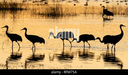 Sandhill Cranes silhouetted at sunset in pond at Bosque del Apache NWR in New Mexico. Stock Photo