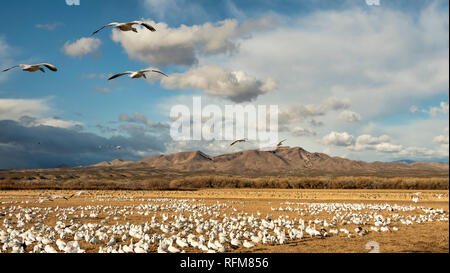 Snow Geese and Sandhill Cranes gather in a cornfield to forage at Bosque del Apache National Wildlife Refuge in New Mexico. Stock Photo