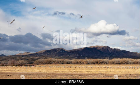 Snow Geese and Sandhill Cranes gather in a cornfield to forage at Bosque del Apache National Wildlife Refuge in New Mexico. Stock Photo